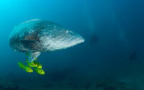 BITTENBYSHARKS, DOBELA