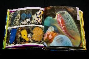 reeflife bittenbysharks