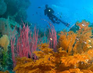 misool eco resort, raja ampat, bittenbysharks