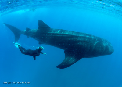 whaleshark