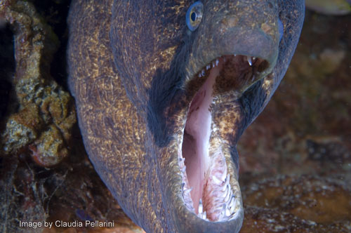 bitten by morays, black cheeked moray