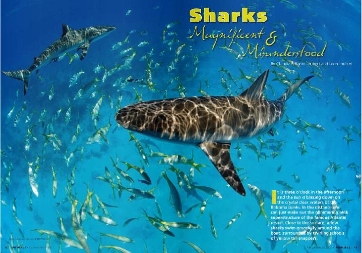 BITTENBYSHARKS, ARTICLES